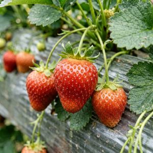山西草莓种植技术全攻略，2026年最新要点
