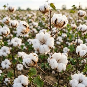 北京棉花价格走势分析&mdash;&mdash;2026年7月最新行情
