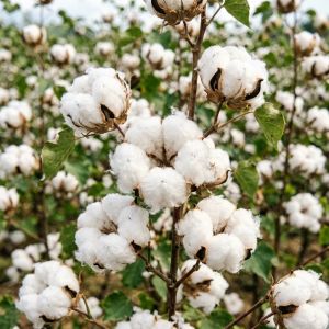 山西棉花常见病害识别与防治方法