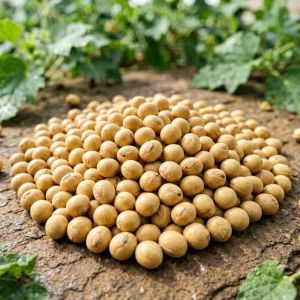 内蒙古大豆价格走势分析&mdash;&mdash;2026年7月最新行情