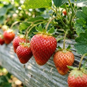 内蒙古草莓种植技术全攻略，2026年最新要点