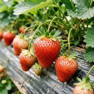 河北草莓种植技术全攻略，2026年最新要点