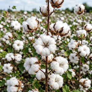 山西棉花价格走势分析&mdash;&mdash;2026年6月最新行情